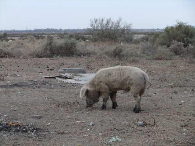 dscf0157.jpg
