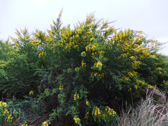 dscf0416.jpg